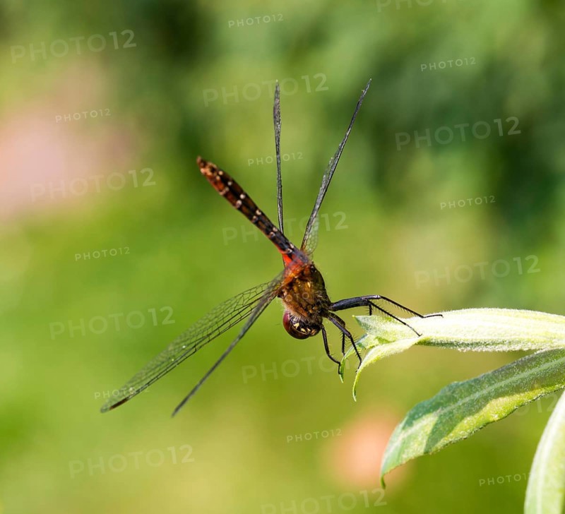 Ruddy darter (Sympetrum sanguineum), sexually mature male, sitting in obelisk position, obelisk position, obelisk position to reduce solar radiation, heat regulation in hot weather, on willow leaves (Salix) in the sun, dorsal view, Mecklenburg-Western Pomerania, Germany, Europe