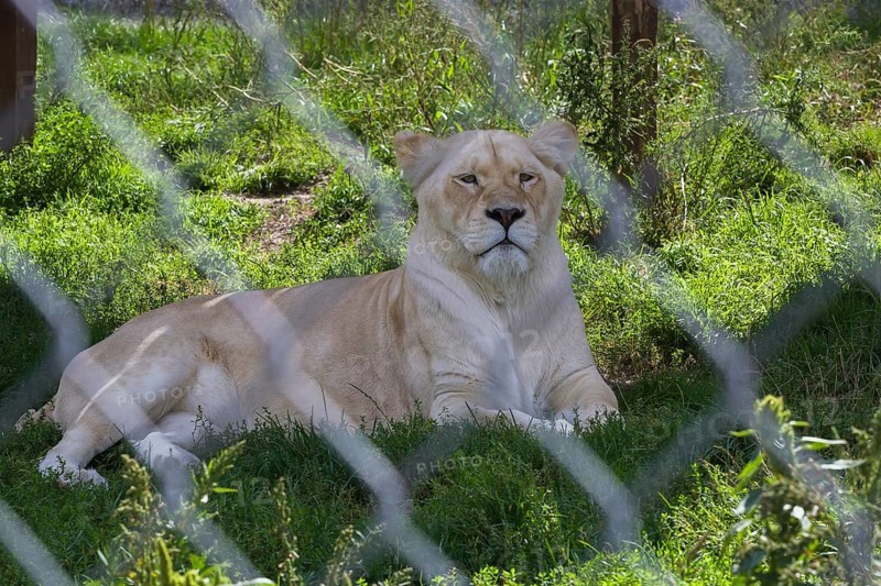 White Lion (Panthera leo) photographed in captivity through wire mesh fence, Quebec, Canada, North America