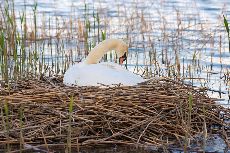 A Mute Swan (Cygnus olor) resting on a nest surrounded by reeds (Phragmites australis) or reeds on the bank of a water body, plumage care, nest made of reeds in a reed belt, reeds, in the Steinhuder Meer, Steinhuder Meer nature park Park, Lower Saxony, Germany, Europe