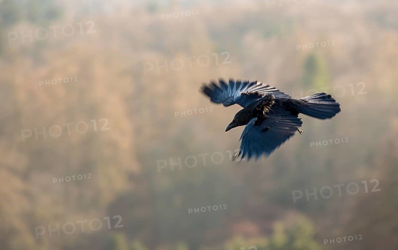 Raven crow (black morph of carrion crow) (Corvus corone), in flight with spread wings, wooded mountains in the background, illuminated by the sun, wiping effect, motion blur, Hesse, Germany, Europe