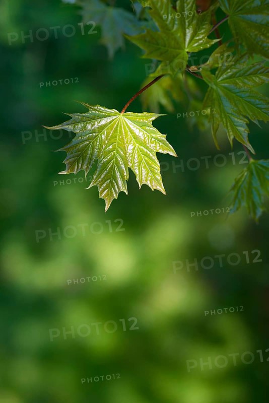 Norway maple (Acer platanoides) or Norway maple, young, freshly unfolded, shiny leaf in May, spring, spring, close-up, macro shot with blurred background, Lower Saxony, Germany, Europe