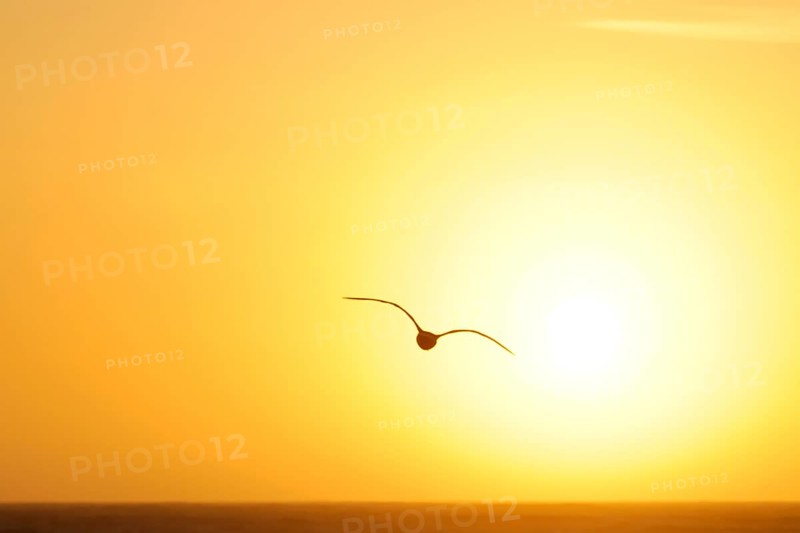 Seagull in the evening light, beach near Morro Bay, Pacific Ocean, California, USA, North America