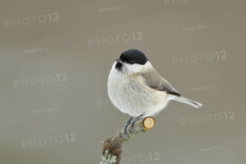 Marsh tit (Parus palustris) sitting on a branch, Wilnsdorf, North Rhine-Westphalia, Germany, Europe