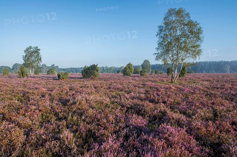 Heathland, flowering common heather (Calluna vulgaris) and birch (Betula), blue sky, Lueneburg Heath, Lower Saxony, Germany, Europe