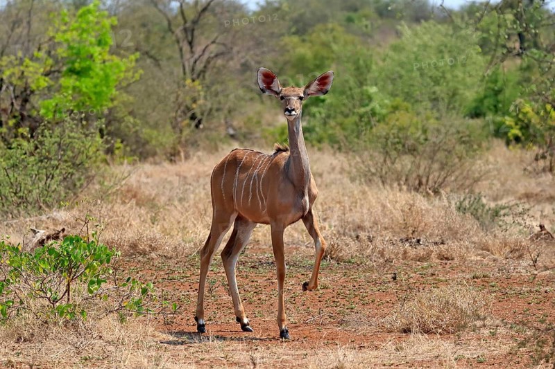 Greater Kudu, zambezi greater kudu (Strepsiceros zambesiensis), adult, female, foraging, Kruger National Park, Kruger National Park, South Africa, Africa