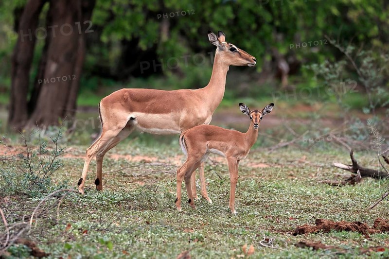 Black Heeler Antelope, (Aepyceros melampus), adult, female, young animal, mother with young animal, Kruger National Park, Kruger National Park, South Africa, Africa