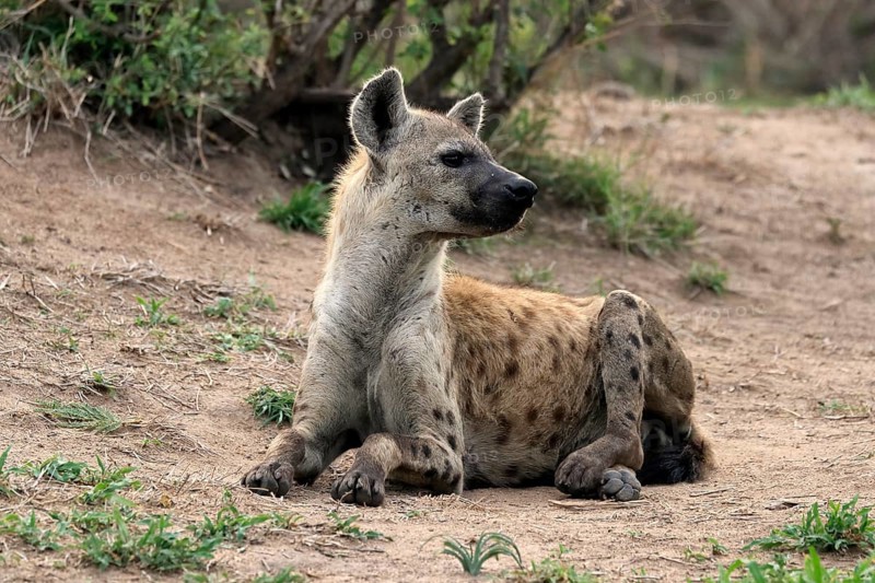Spotted hyena (Crocuta crocuta), adult, sitting, observed, alert, Sabi Sand Game Reserve, Kruger National Park, Kruger National Park, South Africa, Africa