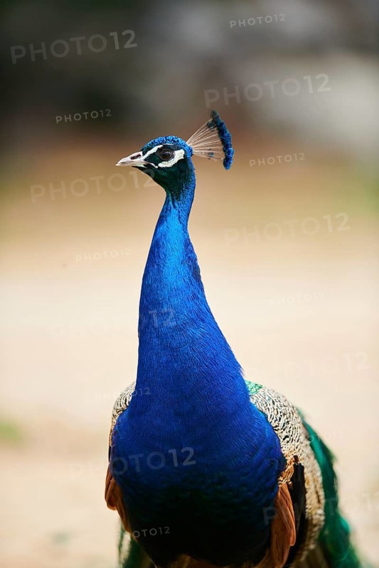 Indian peafowl (Pavo cristatus), portrait, France, Europe
