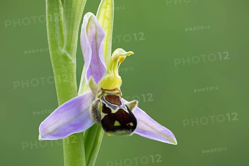Bee orchid
