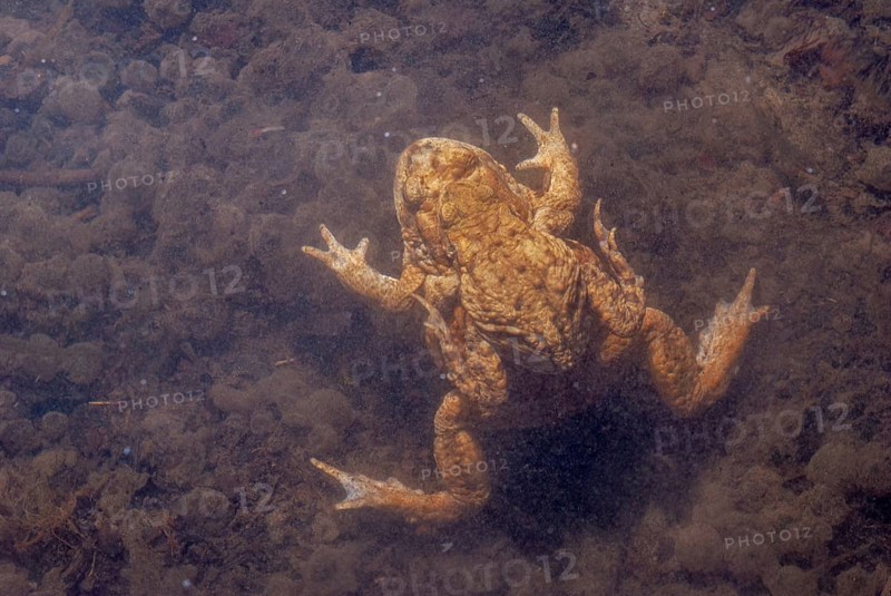 Common toad (Bufo bufo) in a pond during the breeding season in spring. Haut-Rhin, Alsace, Grand Est, France, Europe