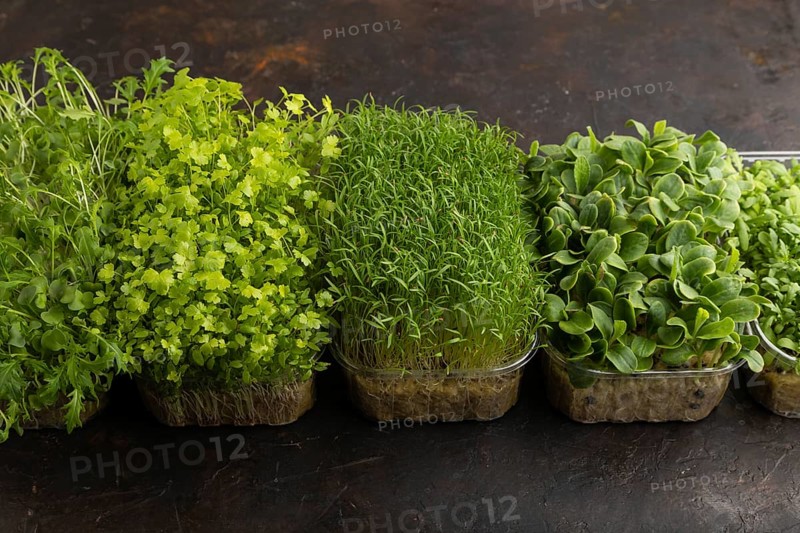 Set of boxes with microgreen sprouts of spinach, carrot, chrysanthemum, borage, mizuna cabbage on black concrete background. Side view, copy space