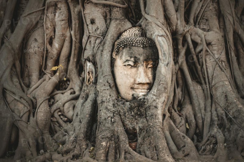 An ancient Buddha head entwined in the roots of a tree in Ayutthaya, Thailand, Asia