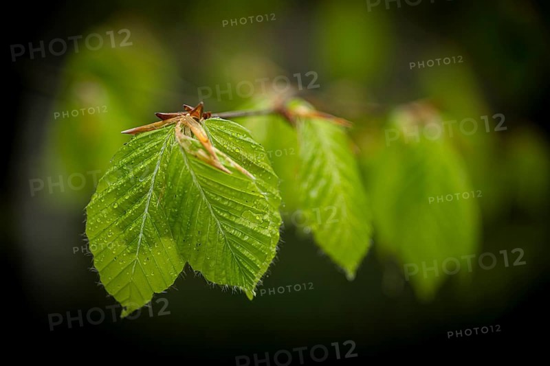 Hazelnut leaf (Corylus avellana), Mindelheim, Bavaria, Germany, Europe