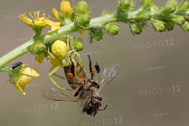 Variable crab spider with prey