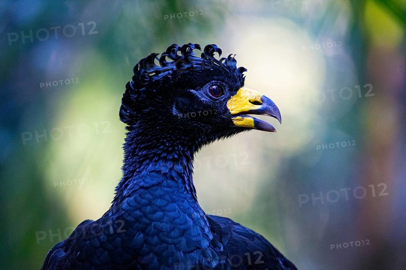 Bare-faced shokko (Crax fasciolata) Pantanal Brazil