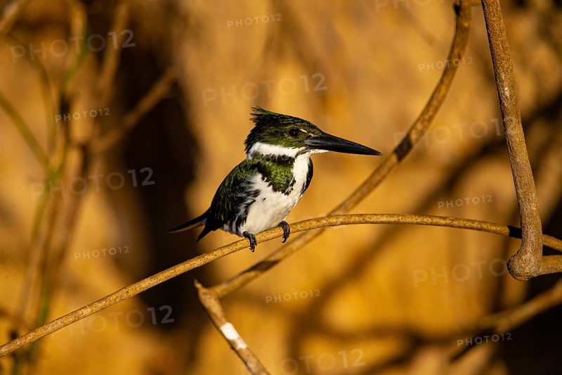 Amazon kingfisher (Chloroceryle amazona) Pantanal Brazil