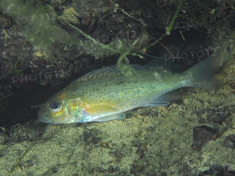 ruffe (Gymnocephalus cernua), dive site Zollbruecke, Rheinau, Canton Zurich, Rhine, High Rhine, Switzerland, Germany, Europe