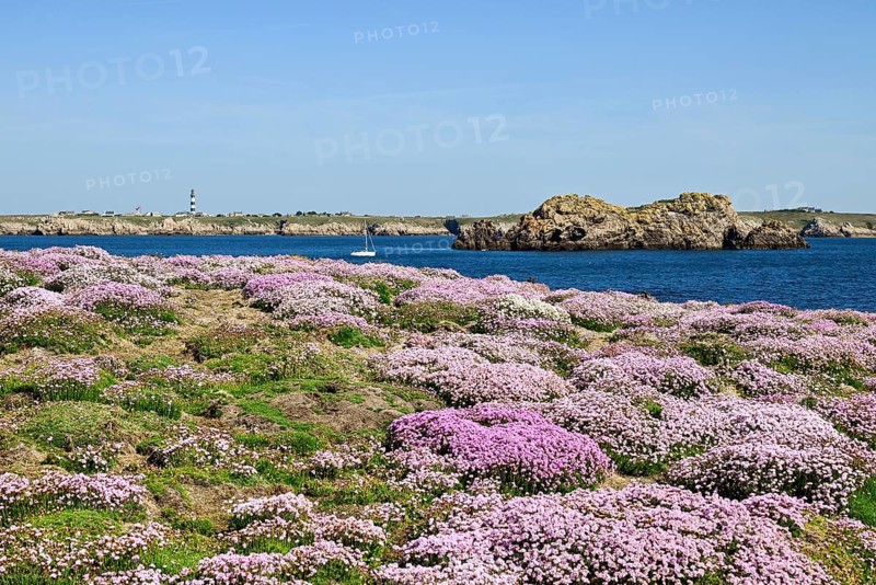 Carpet of blossom on the rocky coast, Ouessant Island, Finistere, Brittany, France, Europe