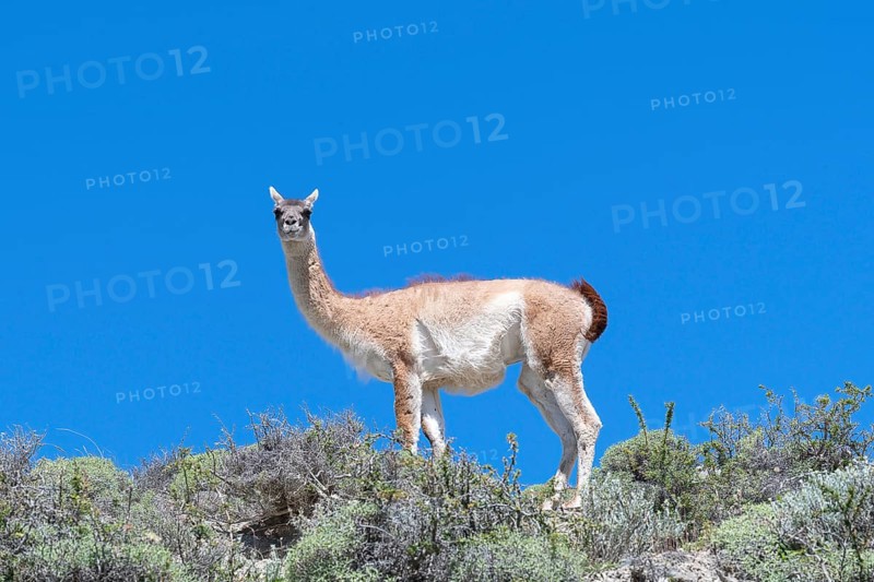 Guanaco (Llama guanicoe), Huanako, Torres del Paine National Park, Patagonia, End of the World, Chile, South America