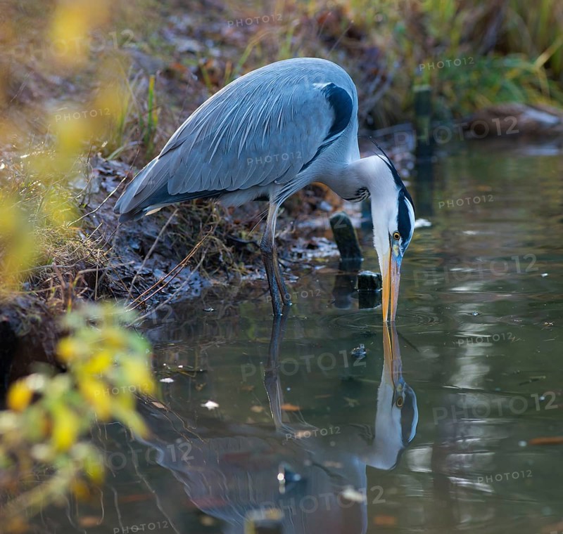 Grey Heron or Great Egret (Ardea cinerea cinerea) standing in shallow water on the shore of a lake, dipping the tip of its beak into the water in front of it, vegetation with autumn colours all around, clear reflection in the water, Hesse, Germany, Europe