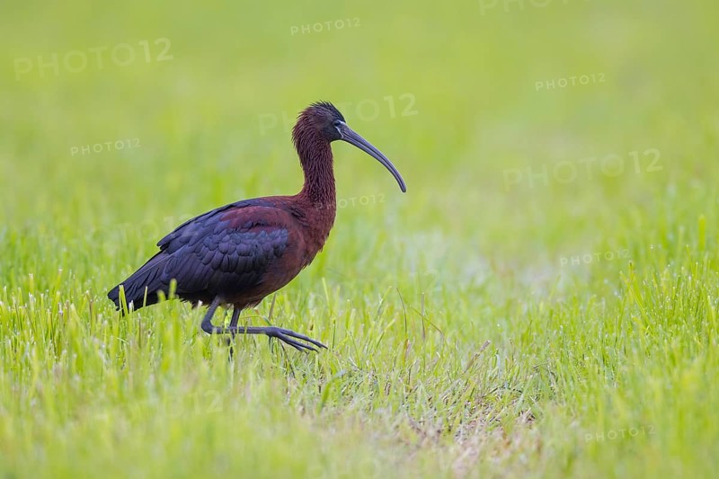 Sichler, A brown ibis strides across a green field
