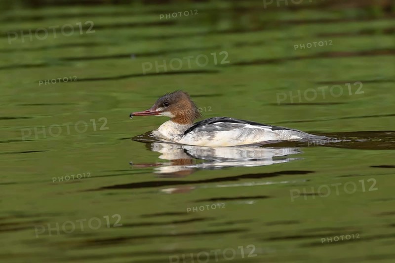 Goosander (Mergus merganser) adult female bird on a lake, Derbyshire, England, United Kingdom, Europe