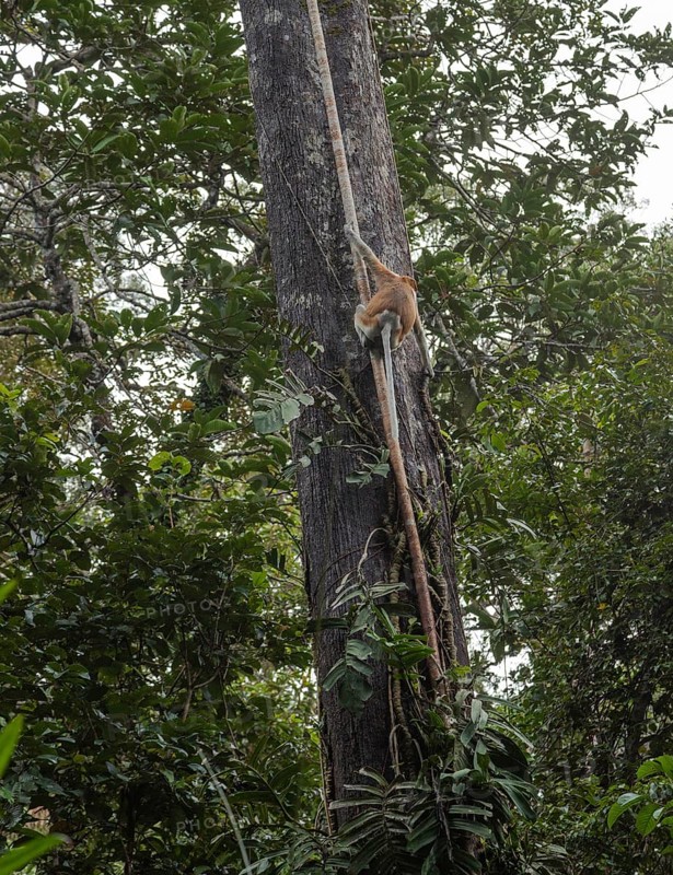 Proboscis Monkey climbing on tree in Bako national park, Borneo, Malaysia. Jungle, tropics concept