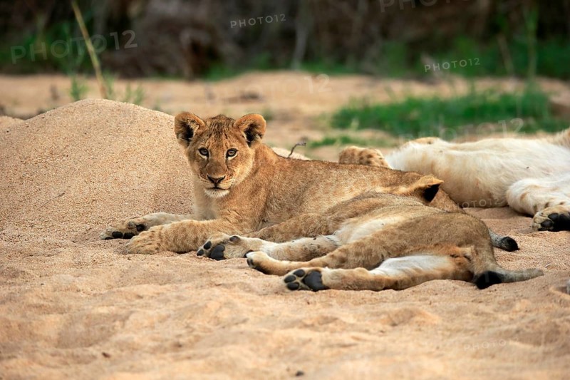 Lion (Panthera leo), cubs, siblings, vigilant, Sabi Sand Game Reserve, Kruger National Park, Kruger National Park, South Africa, Africa