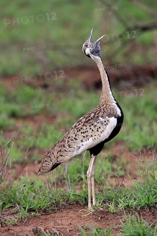 Red-crested Bustard, (Lophotis ruficrista), adult, calling, Kruger National Park, Kruger National Park, South Africa, Africa