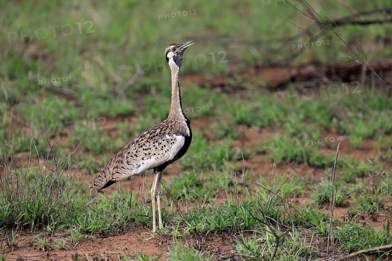 Red-crested Bustard, (Lophotis ruficrista), adult, calling, Kruger National Park, Kruger National Park, South Africa, Africa