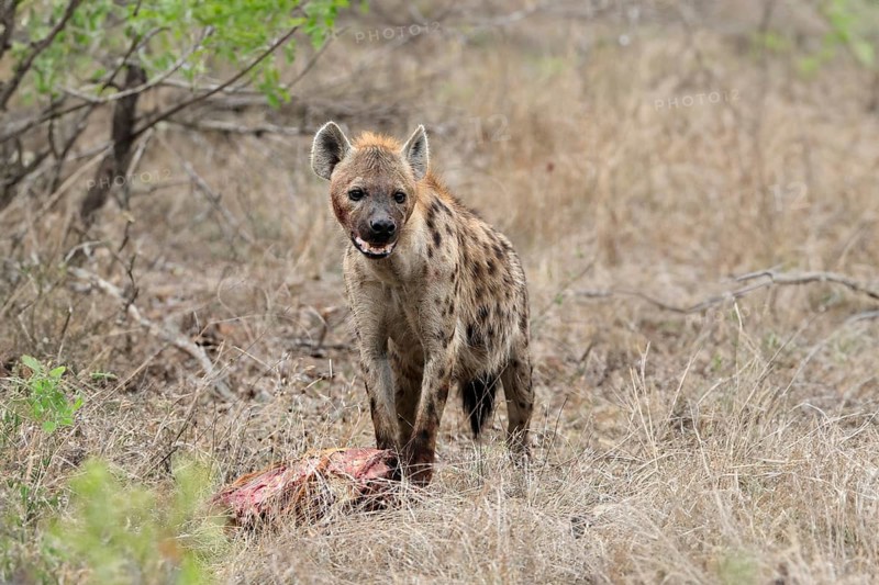 Spotted hyena (Crocuta crocuta), adult, with prey, Sabi Sand Game Reserve, Kruger National Park, Kruger National Park, South Africa, Africa
