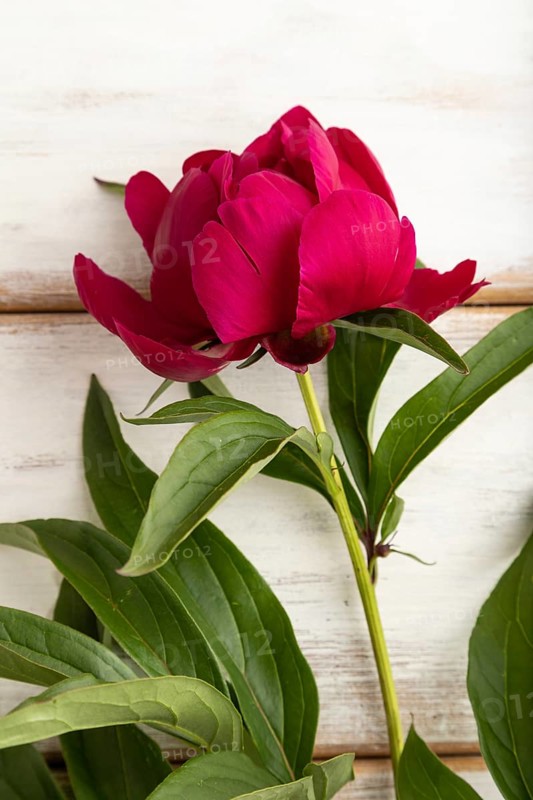Beautiful peony pink flowers on white wooden background, flat lay, top view, copy space
