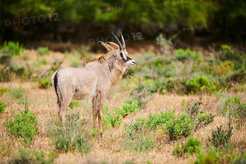 Roan Antelope (Hippotragus equinus) in the dessert, captive, distribution Africa