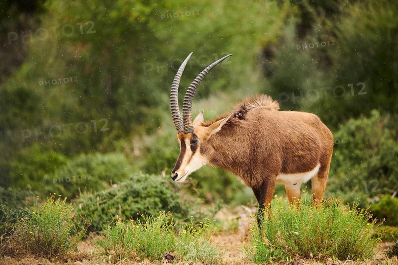 Sable antelope (Hippotragus niger) in the dessert, captive, distribution Africa