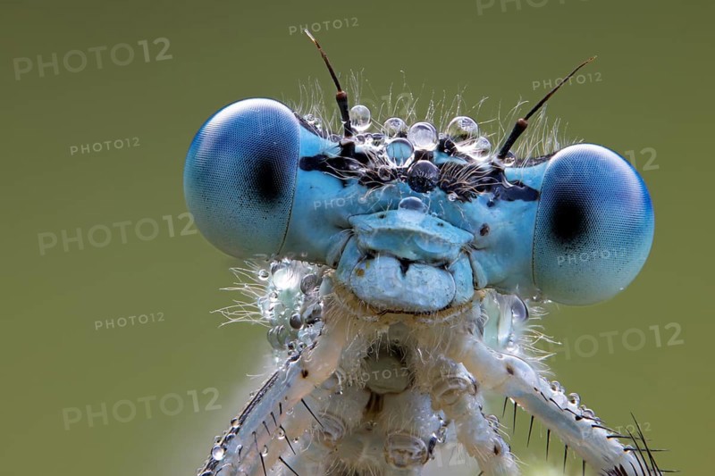 Platycnemididae