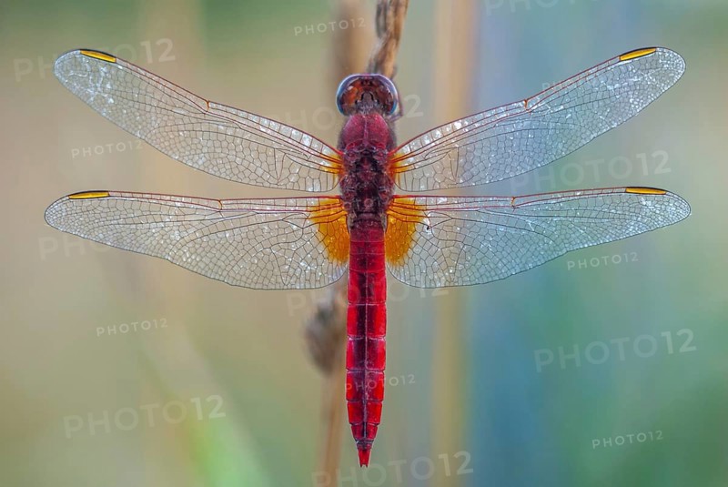 Broad Scarlet (Crocothemis erythraea) male resting in the evening. Bas-Rhin, Alsace, Grand Est, France, Europe