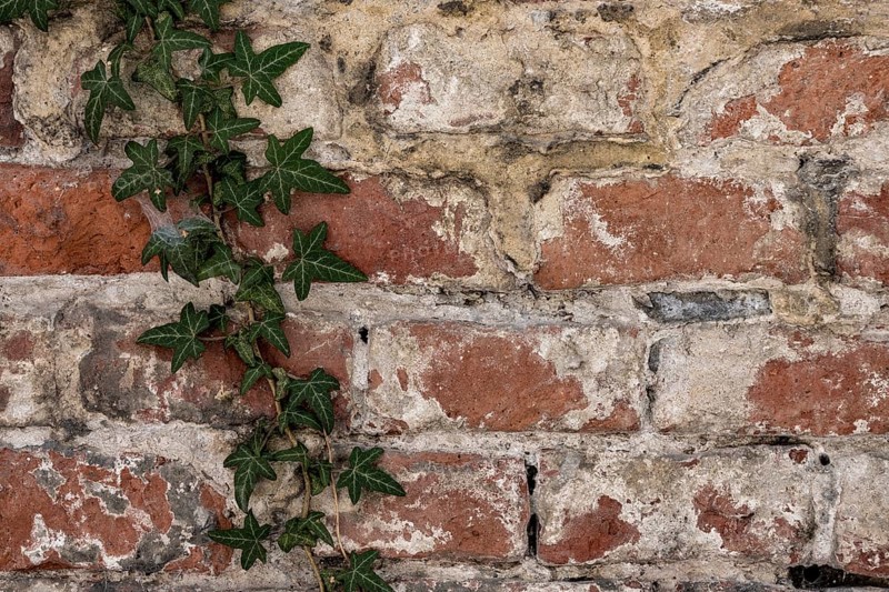 Brick masonry with common ivy (Hedera helix), Munich, Bavaria, Germany, Europe