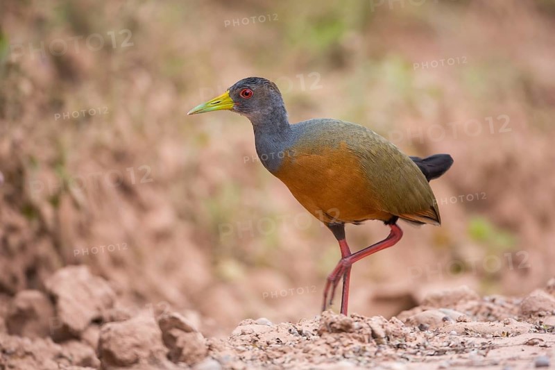 Grey-Necked Wood-Rail Rail