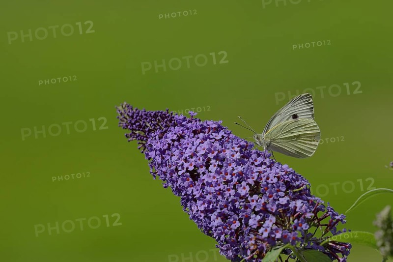 Small white (Pieris rapae), sucking nectar from a blossom of the butterfly-bush (Buddleja davidii), Wilnsdorf, North Rhine-Westphalia, Germany, Europe