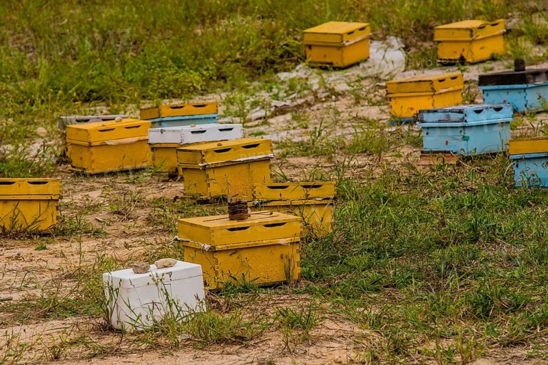 Honey bee hive boxes of various colors in a field of grass in the countryside