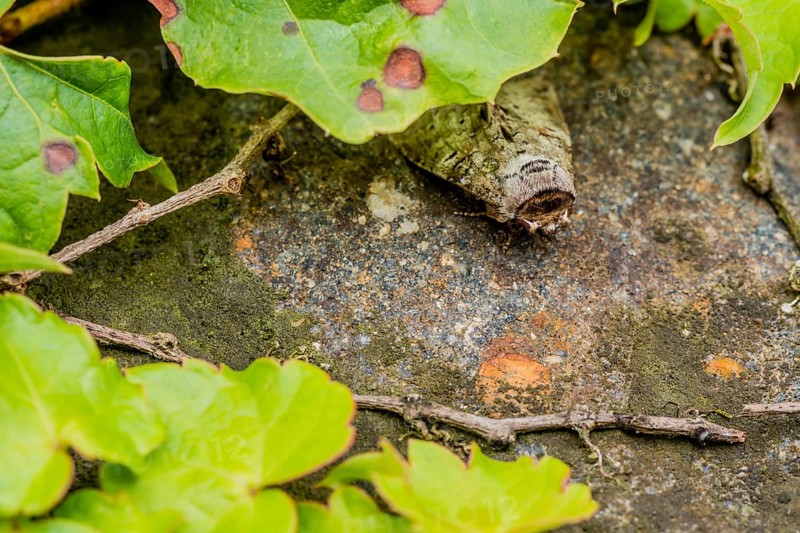 Closeup of leaf hopper moth on stone under leaf of ivy. Selective focus on top of head and face