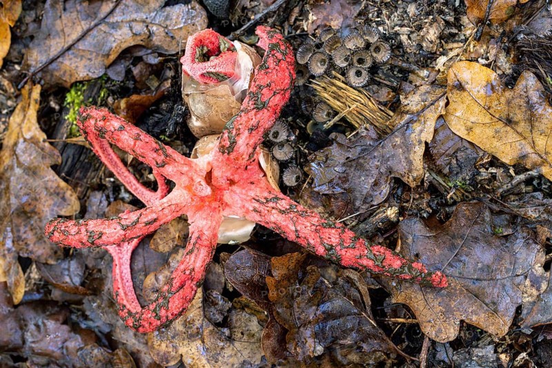 Octopus Stinkhorn