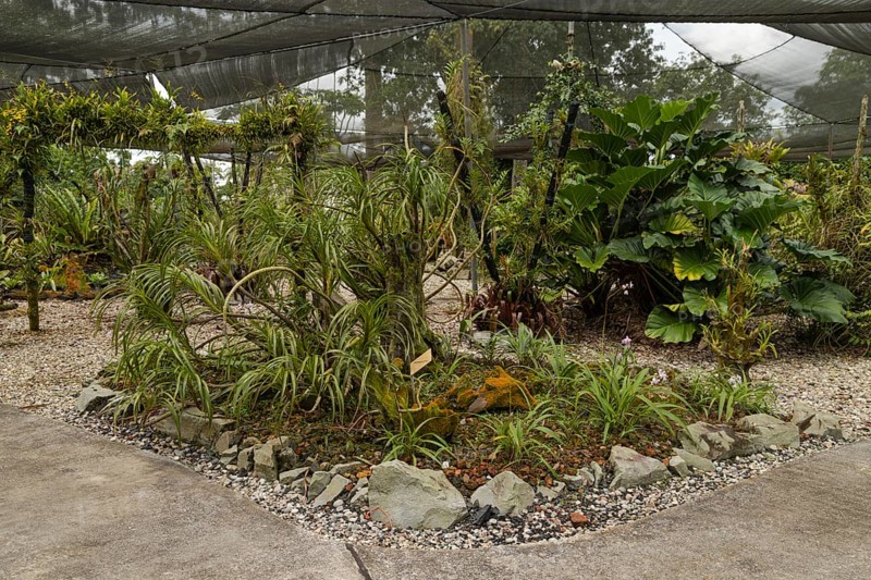 Orchid and bromeliad flower beds in botanical garden, selective focus, copy space, malaysia, Kuching orchid park