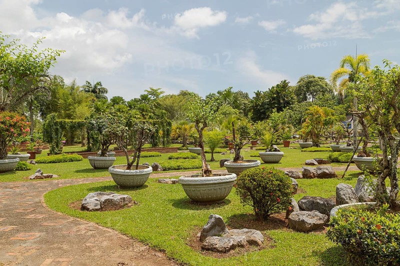 Palm collection in city park in Kuching, Malaysia, tropical garden with large trees and lawns, gardening, landscape design, stone composition, rockery. Daytime with cloudy blue sky, Asia