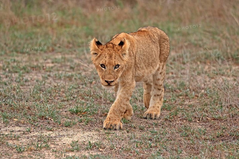 Lion (Panthera leo), young, stalking, alert, Sabi Sand Game Reserve, Kruger National Park, Kruger National Park, South Africa, Africa