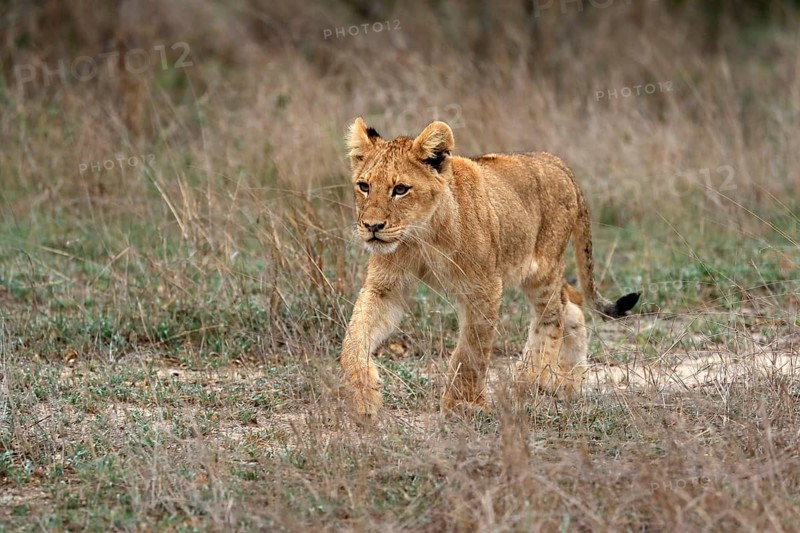 Lion (Panthera leo), young, stalking, alert, Sabi Sand Game Reserve, Kruger National Park, Kruger National Park, South Africa, Africa