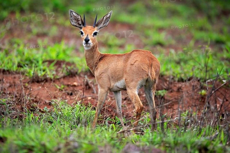 Steenbok (Raphicerus campestris), adult, male, foraging, vigilant, dwarf antelope, Kruger National Park, Kruger National Park, South Africa, Africa