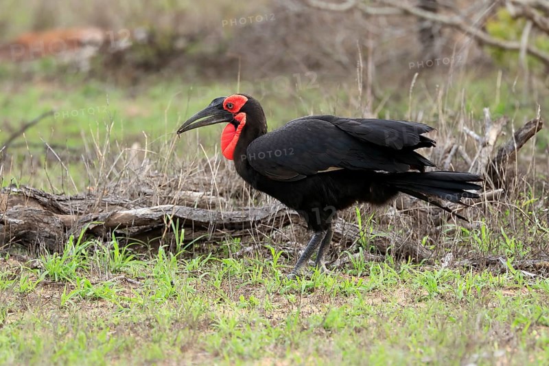 Southern ground hornbill (Bucorvus leadbeateri), adult, foraging, alert, Kruger National Park, Kruger National Park, South Africa, Africa