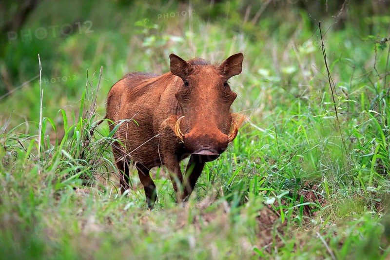Warthog, (Phacochoerus aethiopicus), adult, foraging, alert, Kruger National Park, Kruger National Park, South Africa, Africa