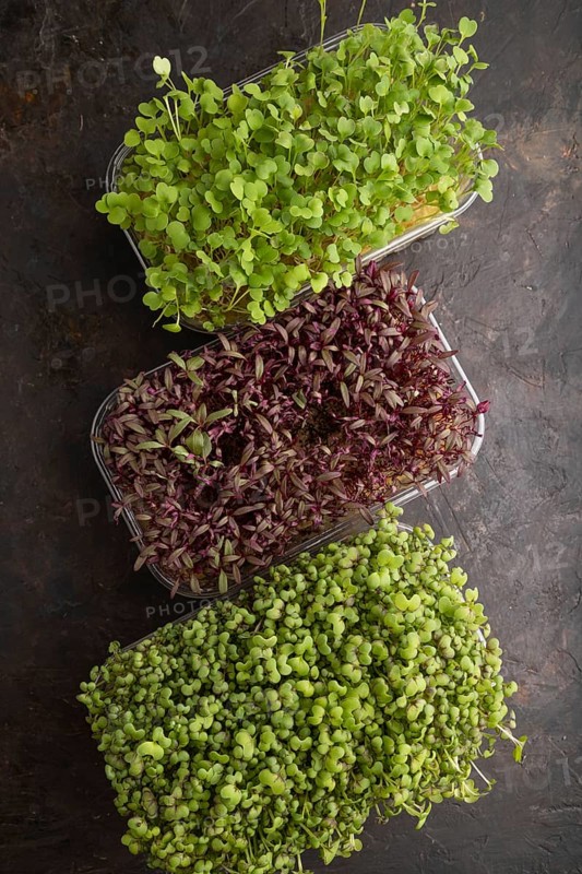 Set of boxes with microgreen sprouts of amaranth, rucola, mustard on black concrete background. Top view, flat lay, copy space